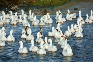 A flock of white geese swims in the water of the lake. photo