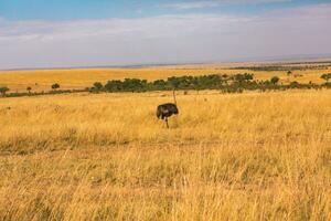 Golden meadows in the savanna fields in Kenya, Africa. African Savannah Landscape in Masai Mara National Reserve. photo