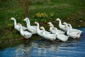 A flock of white geese swims in the water of the lake. photo