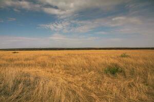 dorado prados en el sabana campos en Kenia, África. africano sabana paisaje en masai mara nacional reservar. foto