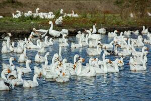 A flock of white geese swims in the water of the lake. photo