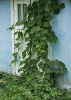 The gate to the house is decorated with a pattern of metal. Old abandoned house in the village Old iron gate in the yard of a country house. Green metal gate. photo