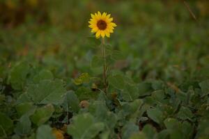 Sunflower in the field with green leaves. Sunflower natural background photo