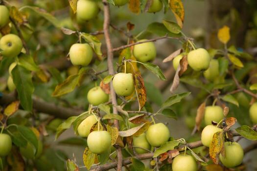 Red apples on apple tree in orchard. Ripe apples ready to harvest. photo