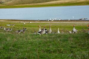 A flock of white geese swims in the water of the lake. photo