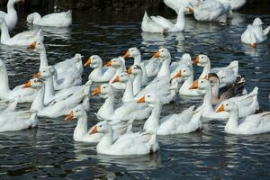 A flock of white geese swims in the water of the lake. photo