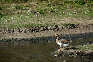 A flock of white geese swims in the water of the lake. photo