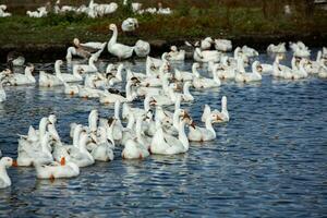 un rebaño de blanco gansos nada en el agua de el lago. foto