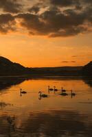 Mute swans swimming in a lake at sunset. Beautiful nature background. photo