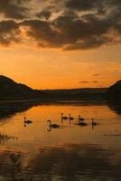 Mute swans swimming in a lake at sunset. Beautiful nature background. photo