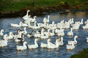 A flock of white geese swims in the water of the lake. photo