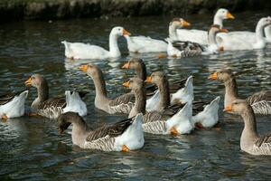 A flock of white geese swims in the water of the lake. photo