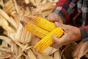 Farmer hands holding corn cobs on the corn field for harvest photo