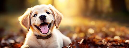 Commercial autumn dog banner, 32 9 ratio, photographic. Naturally blurred backdrops. Suited for text overlay. photo