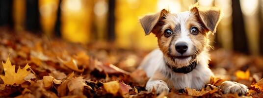 Commercial autumn dog banner, 32 9 ratio, photographic. Naturally blurred backdrops. Suited for text overlay. photo