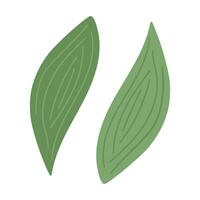 Abstract isolated image of hand drawn leaves of spathiphyllum in trendy green shades. Hello spring vector