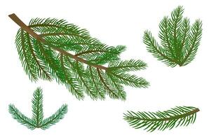 Set of realistic fir branches, coniferous plants vector