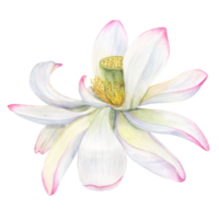White Water Lily. Withering Flower head. Vietnamese national flower, lotus. Watercolor illustration. Hand drawn composition for poster, cards, greeting, logo, cosmetic, spa design png