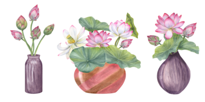 Floral composition of blooming lotuses in elegant ceramic vases. Water lily, buds and green leaves, ceramic flowerpots. Interior decor, design element. Watercolor illustration for book, magazines png