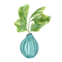 Stylish plant with huge green leaves in blue ceramic pot. Houseplants with fiddle leaf fig, interior decor, label, logo, greetings. Indoor gardening. Watercolor illustration png