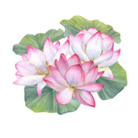 White pink Lotus Flowers among green Leaves. Water lily, Indian lotus, sacred lotus. Watercolor illustration. Hand drawn composition for poster, cards, logo, label png