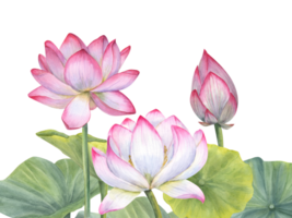 Composition with pink blooming Lotus Flowers. Water Lily, Indian Lotus, bud, leaves, stem. Watercolor illustration for cosmetic design, ayurveda products, poster, logo, label png