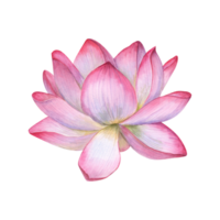 Lotus flower head. Water Lily, Indian Lotus. Vietnamese national flower. Pink flowers. Watercolor illustration for cosmetic design, ayurveda products, poster, logo, label png