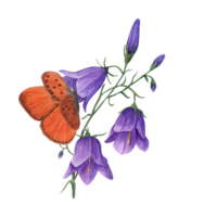 Watercolor copper-butterflies sitting on wild flower campanula. Perfect for template, wallpaper, print, textile, banner design, postcards png
