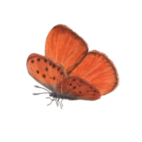 Watercolor scarce copper butterflies. Perfect for wallpaper, print, textile, nursery, scrapbooking, wedding invitation, banner design, postcards, clothing png