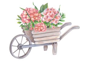 Wooden garden wheelbarrow with gorgeous blooming hydrangeas and green plants. Hortensia branches. Watercolor illustration. For the design of booklets, flyers png