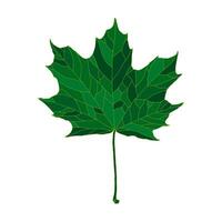 Green silhouette maple tree leaf isolated on white background. Design element for decorating. vector