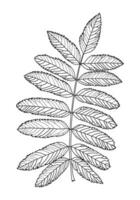 Linear graphic drawing of rowan leaves with veins isolated on white background. Vector illustration. Element for design in line art style.