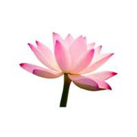 lotus bloem ai gegenereerd vrij PNG