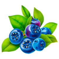 Blueberry image on white free png