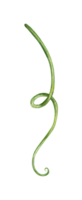 Watercolor illustration of a green hop tendril for use in the brewing industry. Isolated whip of malt. Compositions for posters, cards, banners, flyers, covers, playbills and other printed products. png