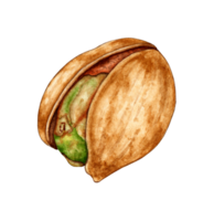 acuarela ilustración de pistacho tuerca. sano alimento, bocadillo para picnic, festival, Oktoberfest. aislado. ideal comida concepto, embalaje diseño, cafetería, restaurante, menú. png