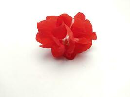 pink henna flower isolated background photo