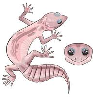 Vector illustration of an eublepharis leopard gecko  Blizzard
