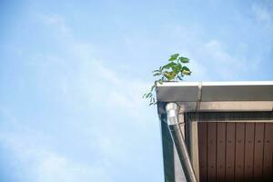 The trees on the gutter were grown from the seeds that the birds have eaten and drowned on the roof of the building. Copy space blue sky on left for design, text. Blue sky and cloud blurred background photo