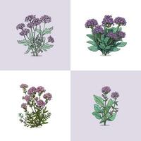 verbena vector clip art illustration