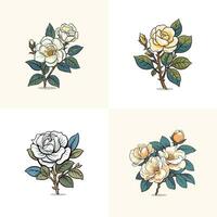 shrub rose vector clip art illustration