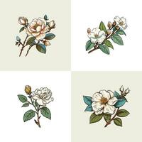 noisette rose vector clip art illustration