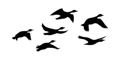 Canada goose silhouette design. wild duck flying in group. vector