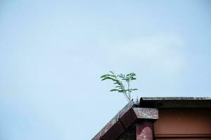 The trees on the gutter were grown from the seeds that the birds have eaten and drowned on the roof of the building. Copy space blue sky for design, text. Blue sky and cloud blurred background photo