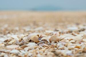 A bunch of seashells on the beach, closeup, clear sea, clear weather. Copy space above for design or content. nobody, no people, Blurred background photo