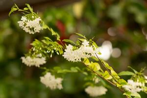 white flowers on a plant in the garden photo