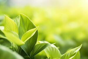 Nature of green leaf in a garden in summer under sunlight. Spring background. AI Generated photo