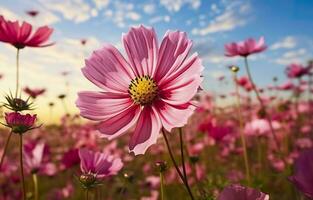 un cosmos flor cara a amanecer en campo. generativo ai foto