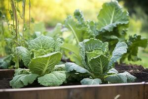 Fresh organic Brussels sprouts growing in the garden. Growing own fruits, vegetables. AI Generated photo