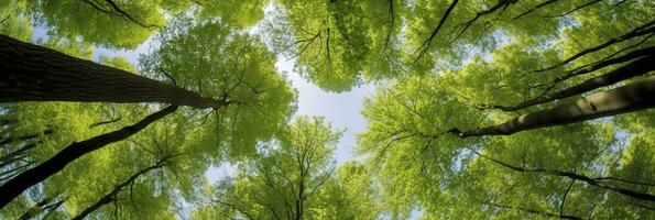 Looking up at the green tops of trees. AI Generated photo